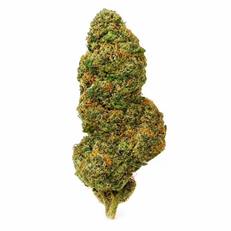 Cupid's Kush THCA Flower at 247 Smoke Shop Sand Lake / Universal Studio in Orlando