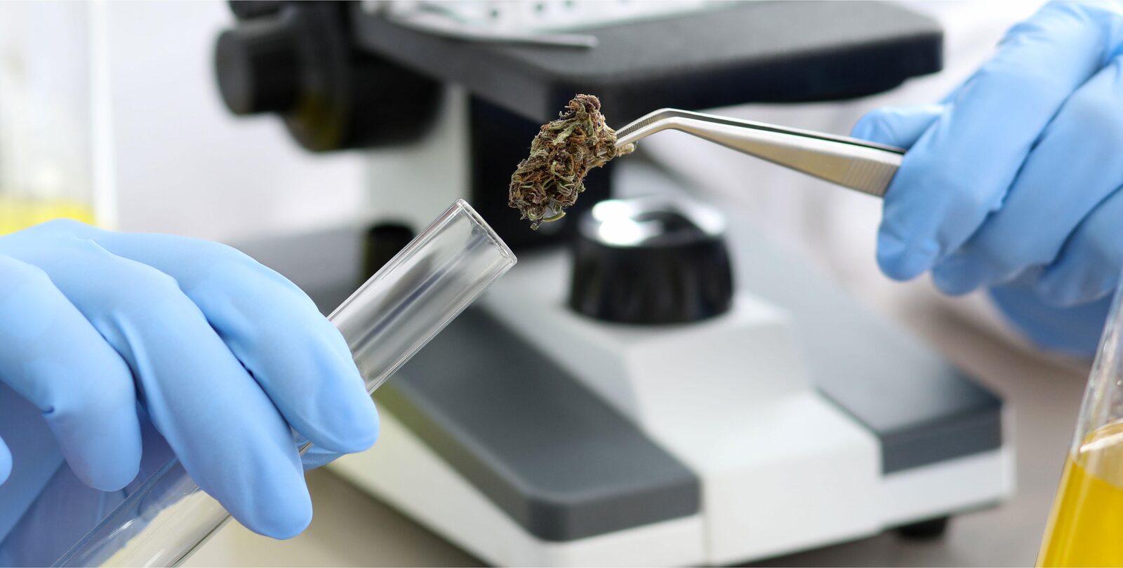 Hemp product sample being prepared for an independent laboratory report.